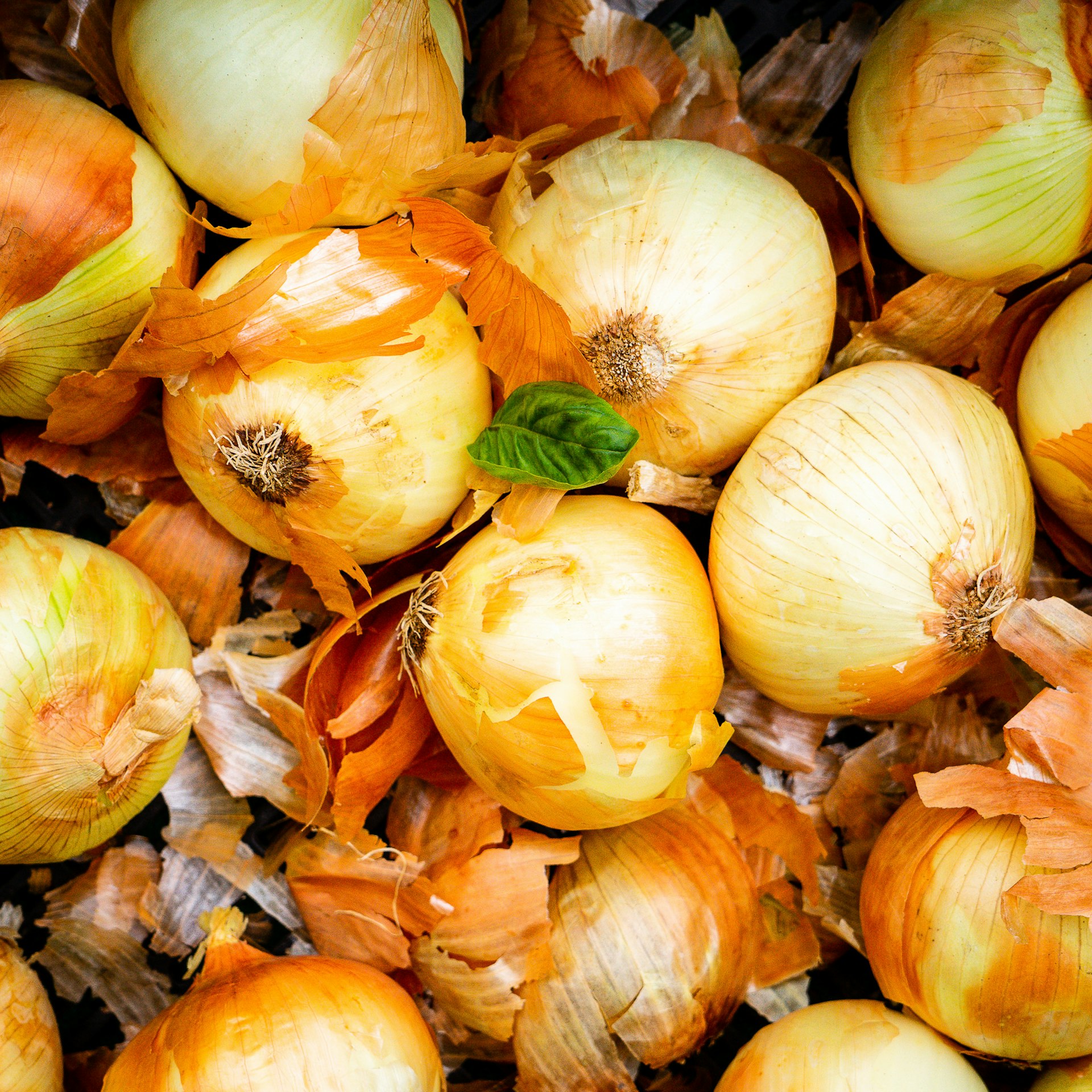Yellow Onion Yellow Onion